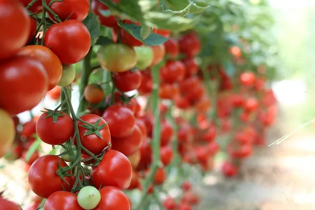 Area BioVegan (Esterno)