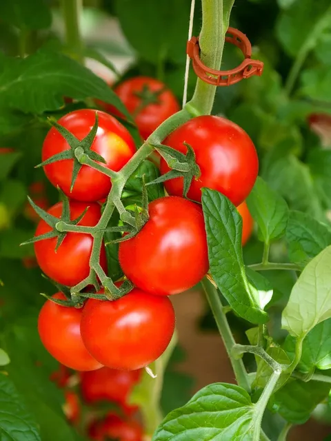 Area BioVegan (Esterno)