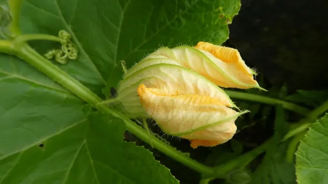 Area BioVegan (Esterno)