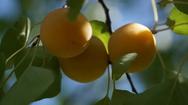 Area BioVegan (Esterno)