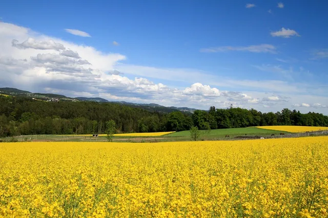 Area BioVegan (Esterno)