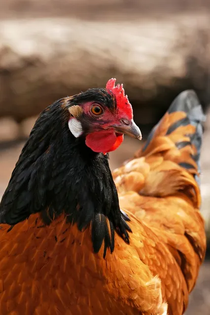 Area BioVegan (Esterno)
