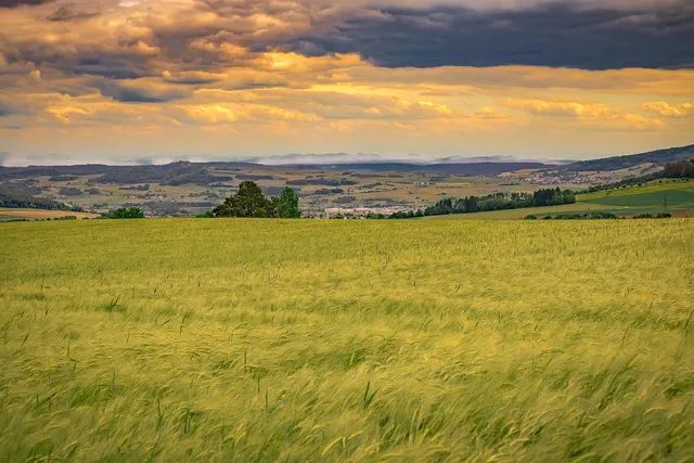 Area BioVegan (Esterno)