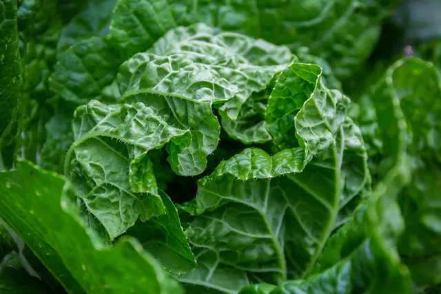 Area BioVegan (Esterno)