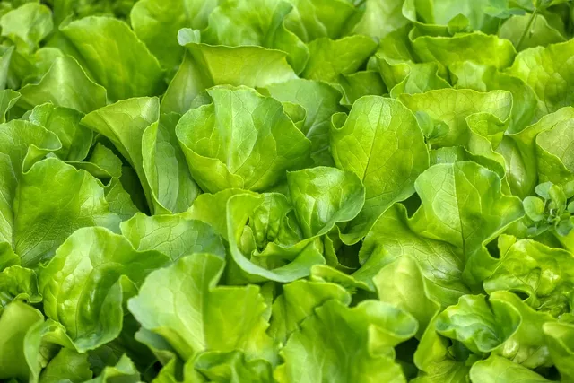 Area BioVegan (Esterno)