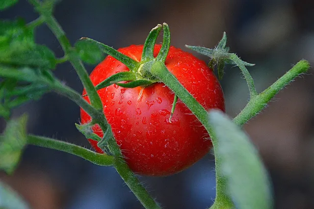Area BioVegan (Esterno)