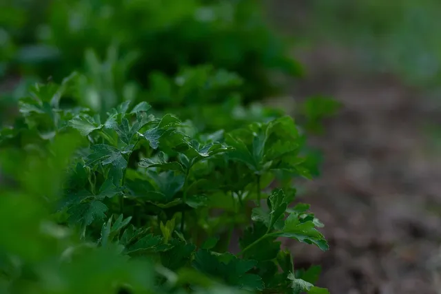 Area BioVegan (Esterno)