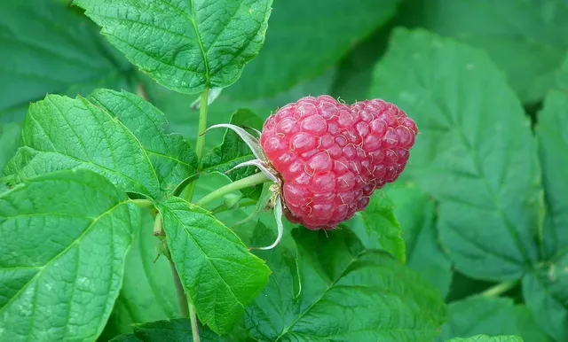 Area BioVegan (Esterno)