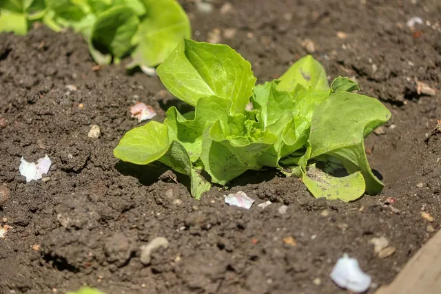 Area BioVegan (Esterno)