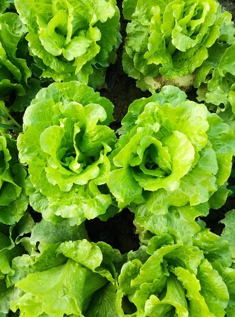 Area BioVegan (Esterno)