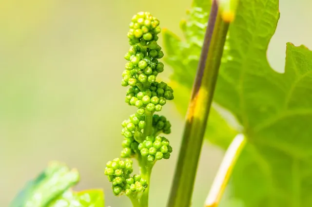 Area BioVegan (Esterno)
