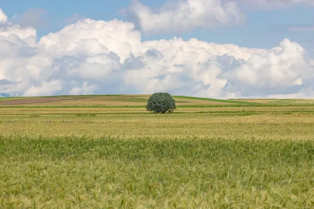 Area BioVegan (Esterno)